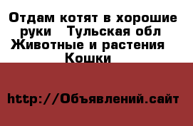 Отдам котят в хорошие руки - Тульская обл. Животные и растения » Кошки   